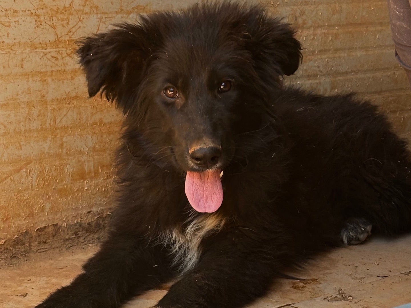Adotta un cane, femmina, 4 mesi, Taranto