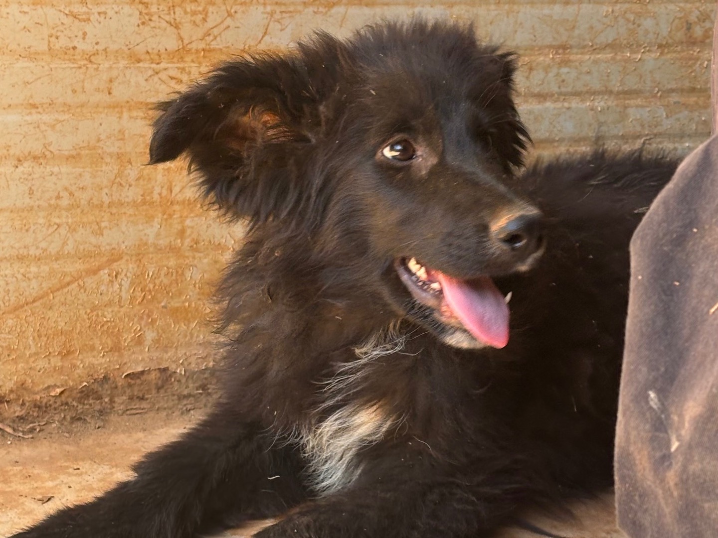 Adotta un cane, taglia media, femmina, Taranto