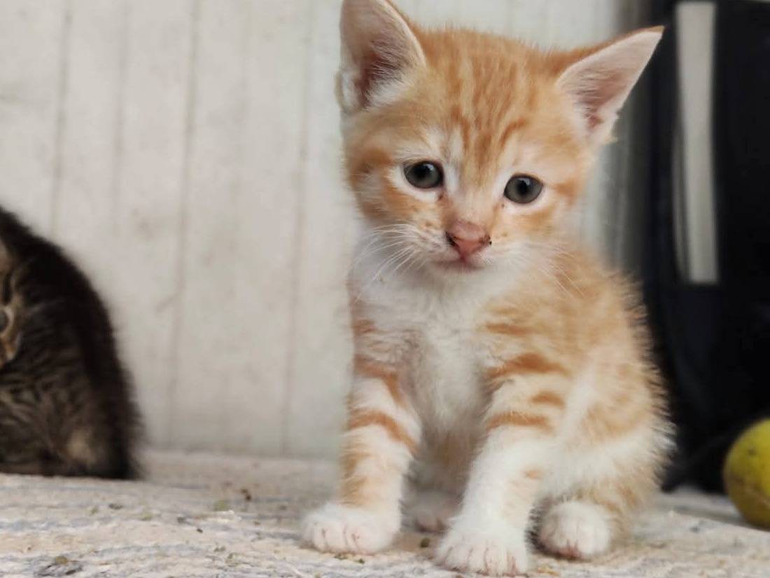 Adozione gatto, femmina, Razza sconosciuta Razza sconosciuta, 3 mesi, taglia non valida, Ragusa