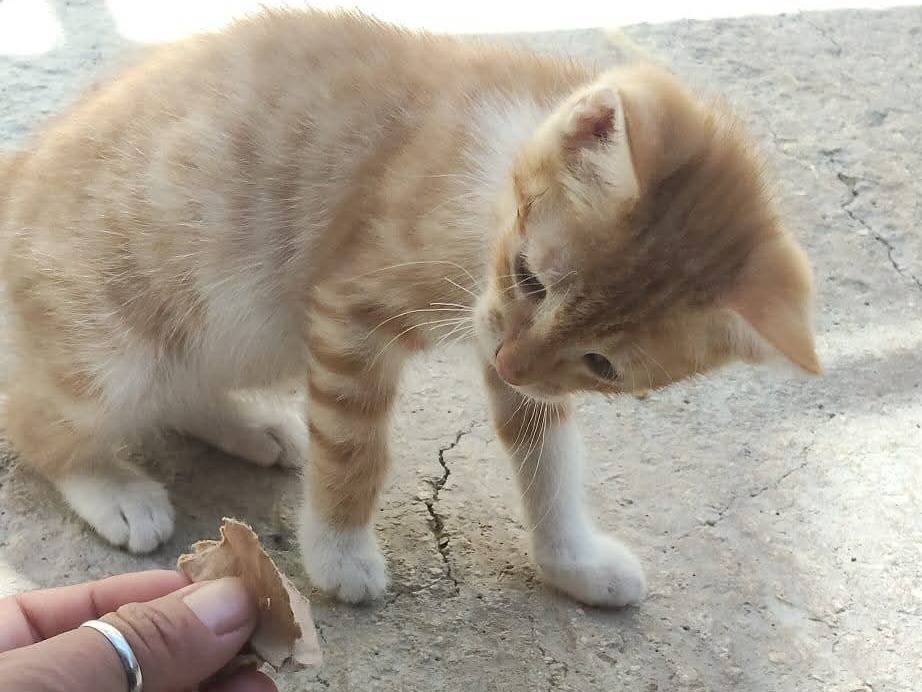 Adotta un gatto, femmina, 3 mesi, Ragusa