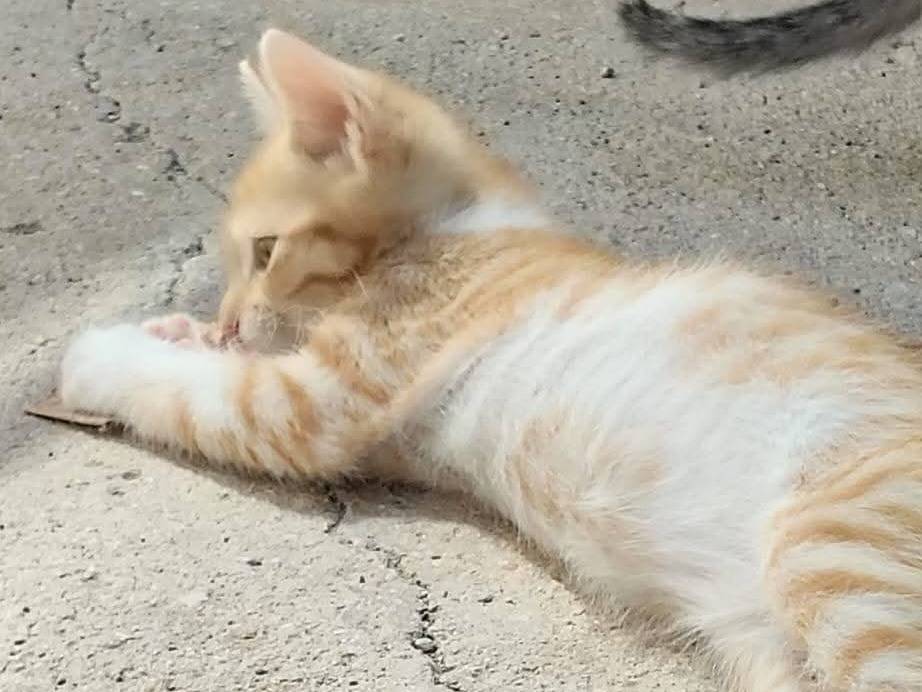 Adotta un gatto, taglia non valida, femmina, Ragusa