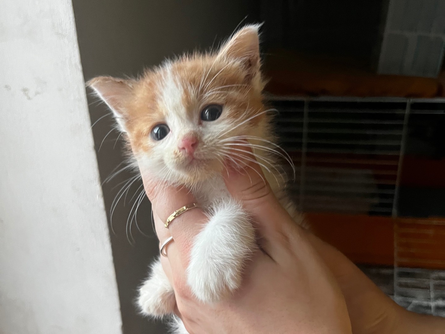 Adozione gatto, maschio, Razza sconosciuta Razza sconosciuta, 2 mesi, taglia non valida, Teramo