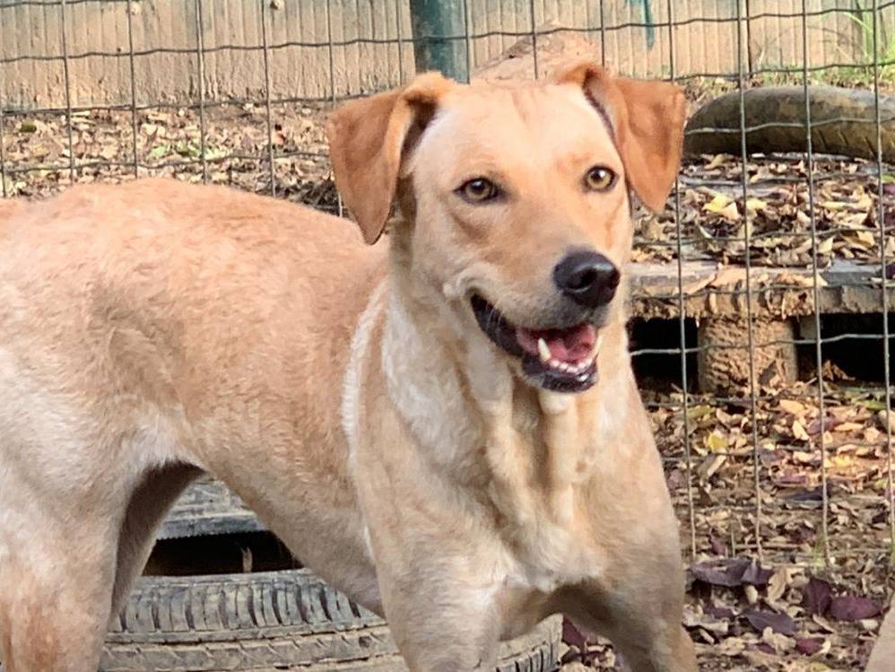 Adozione cane, femmina, Razza sconosciuta Razza sconosciuta, 4 anni, taglia media, Milano