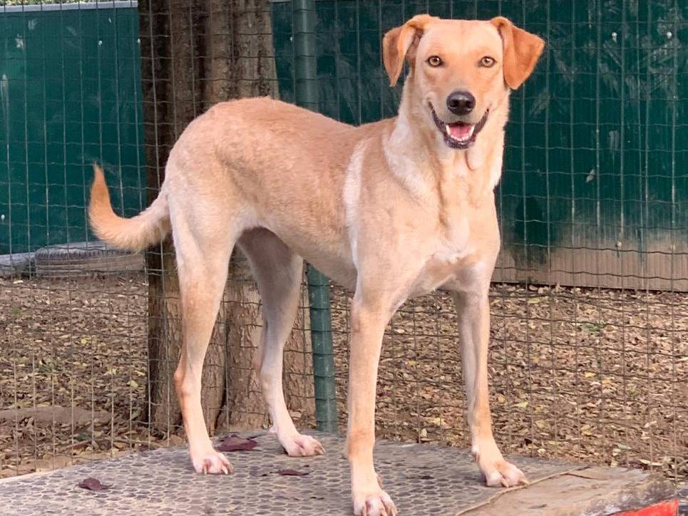 Adotta un cane, femmina, 4 anni, Milano
