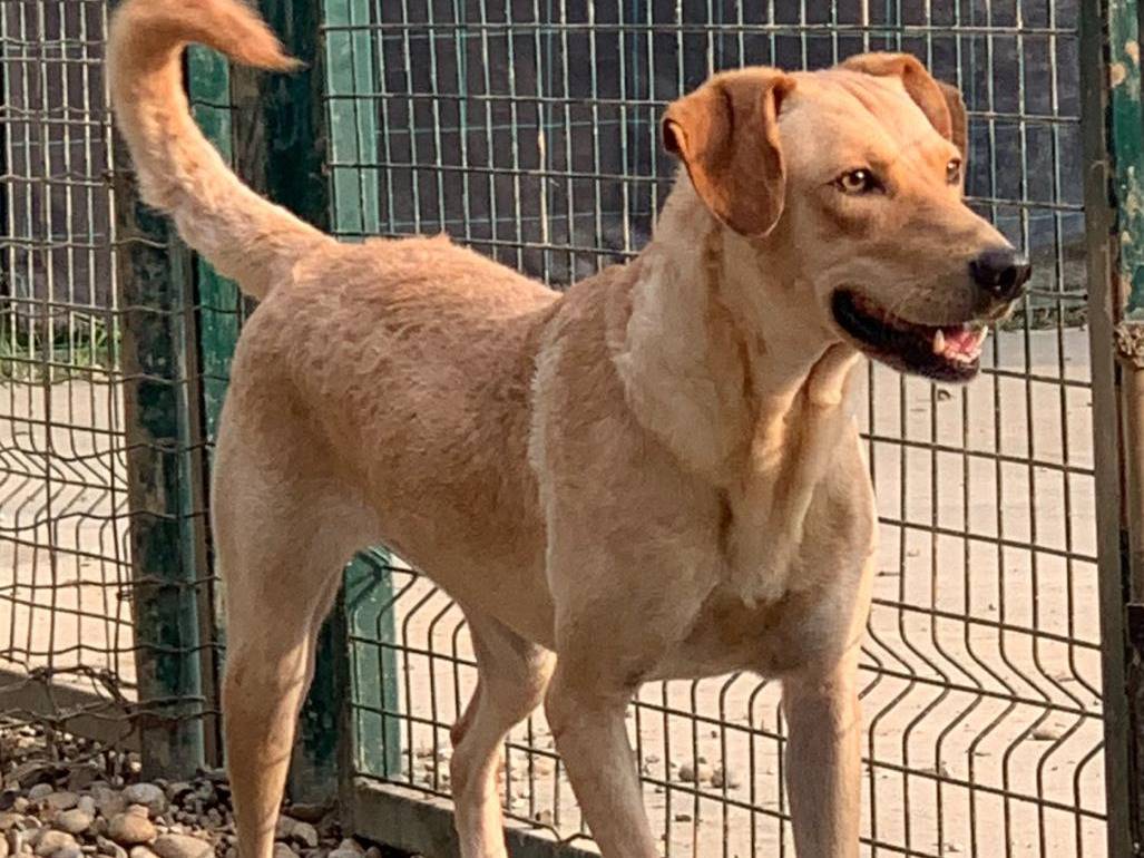 Adotta un cane, taglia media, femmina, Milano