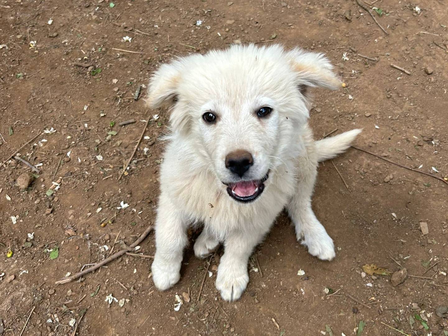 Adotta un cane, maschio, 4 mesi, Catanzaro
