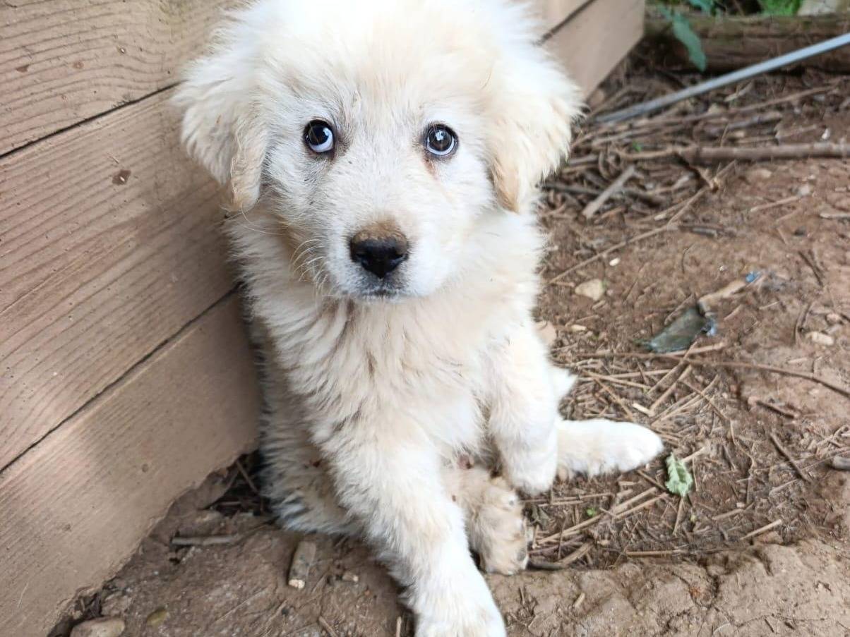 Vuoi adottare un cane a Catanzaro?