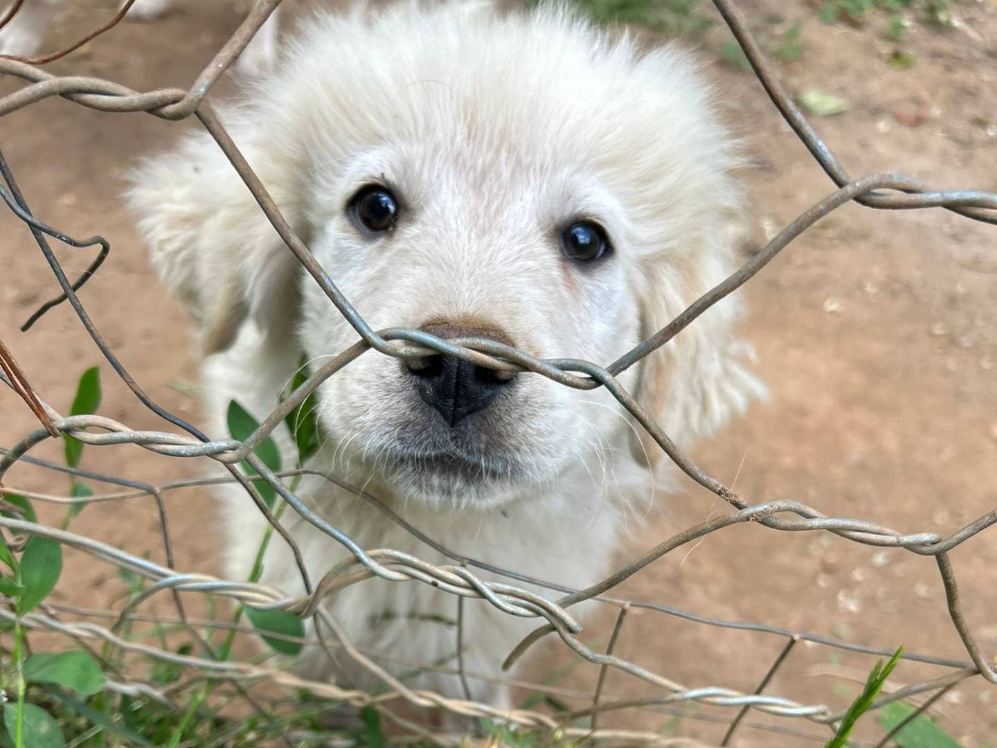 Adozione cane, maschio, Pastore maremmano Razza sconosciuta, 4 mesi, taglia grande, Catanzaro