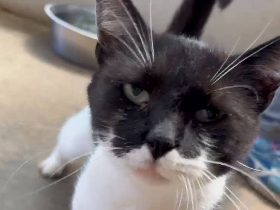Adotta un gatto, maschio, 7 anni e 4 mesi, Roma