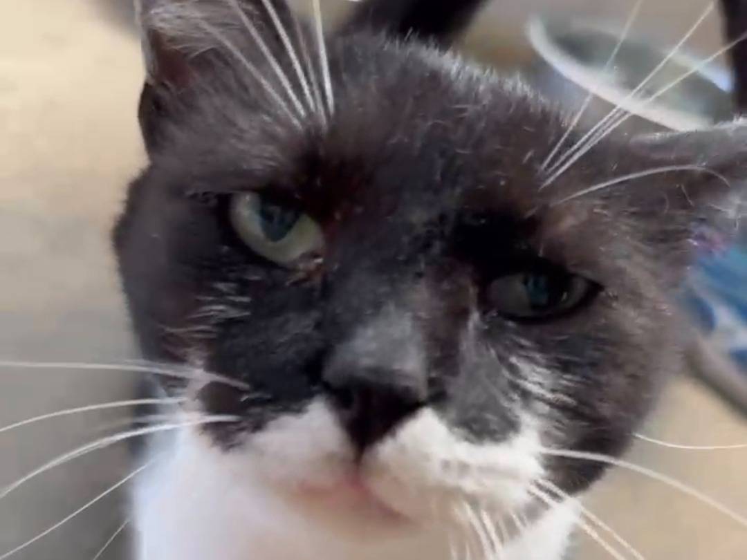 Adozione gatto, maschio, Razza sconosciuta Razza sconosciuta, 7 anni e 4 mesi, taglia non valida, Roma
