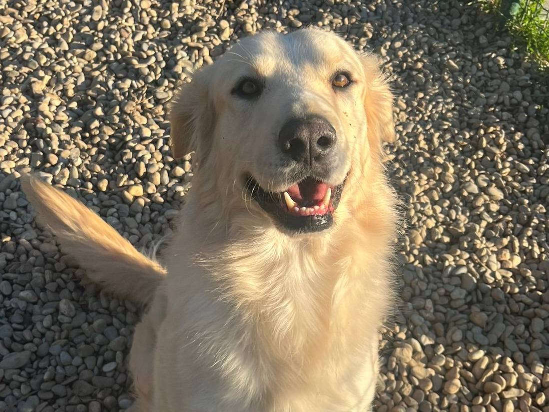 Adozione cane, maschio, Pastore maremmano Razza sconosciuta, 3 anni e 3 mesi, taglia grande, Milano