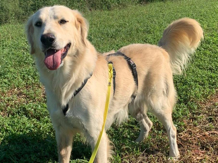 Adotta un cane, maschio, 3 anni e 3 mesi, Milano
