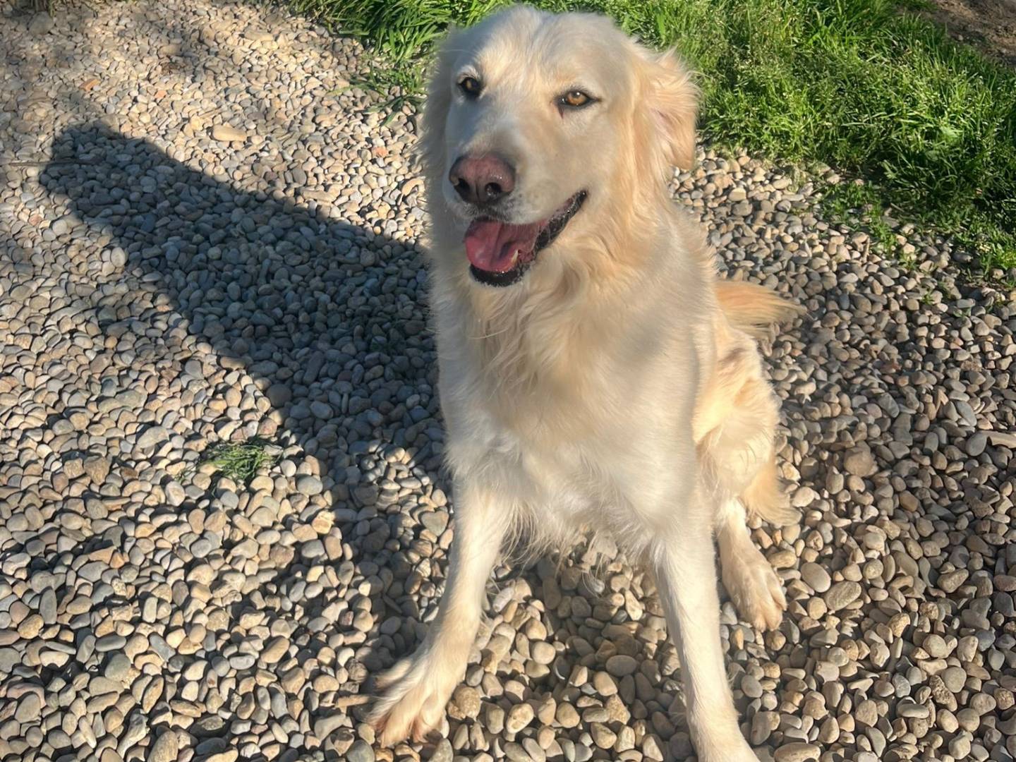 Adotta un cane, taglia grande, maschio, Milano