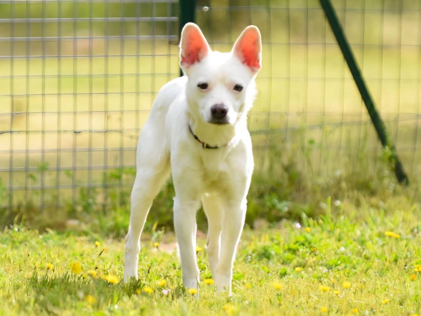 Adozione cane, maschio, Volpino di Pomerania Pinscher, 1 anno e 5 mesi, taglia piccola, Barletta