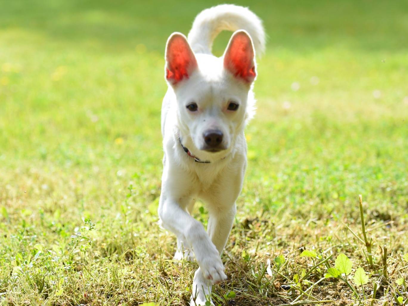Adotta un cane, maschio, 1 anno e 5 mesi, Barletta