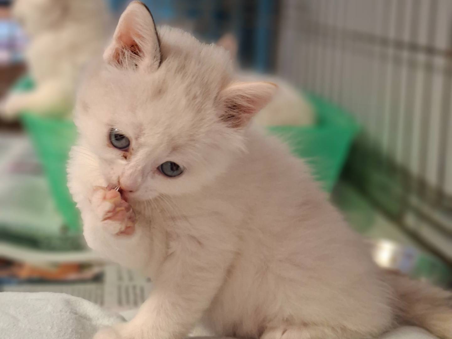Adozione gatto, femmina, Siamese Razza sconosciuta, 1 mese, taglia non valida, Asti