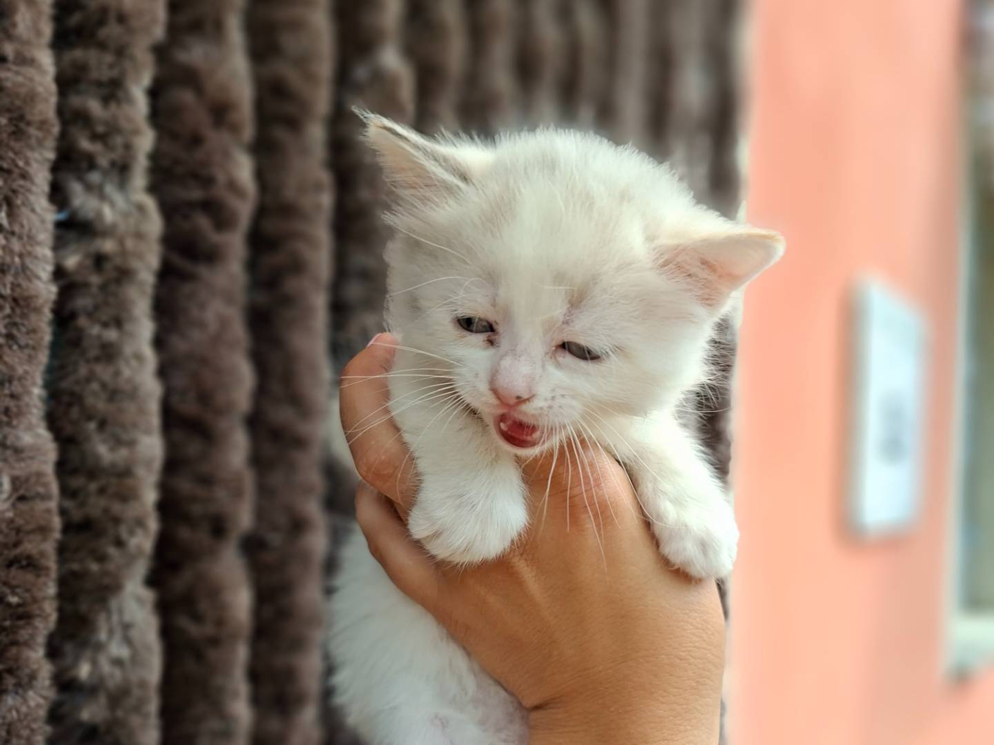 Adotta un gatto, femmina, 1 mese, Asti