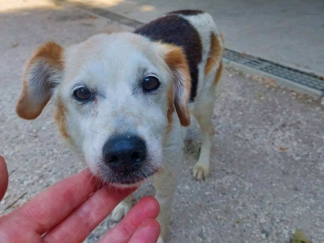 Adotta un cane, femmina, 13 anni, Cremona
