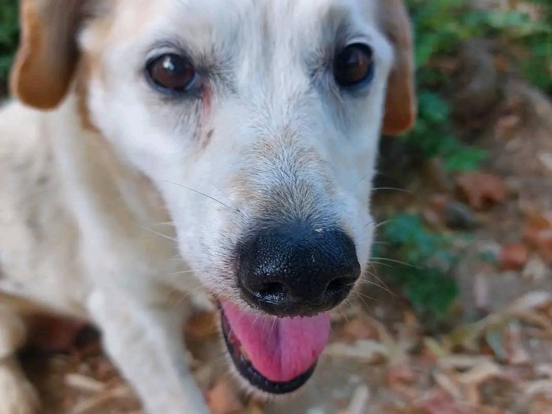 Adotta un cane, taglia media contenuta, femmina, Cremona