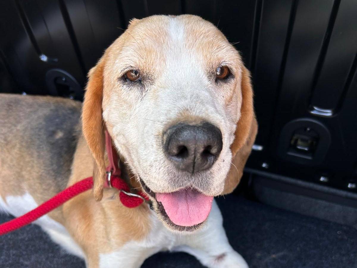 Adozione cane, femmina, Beagle  Razza sconosciuta, 5 anni e 5 mesi, taglia media contenuta, Viterbo