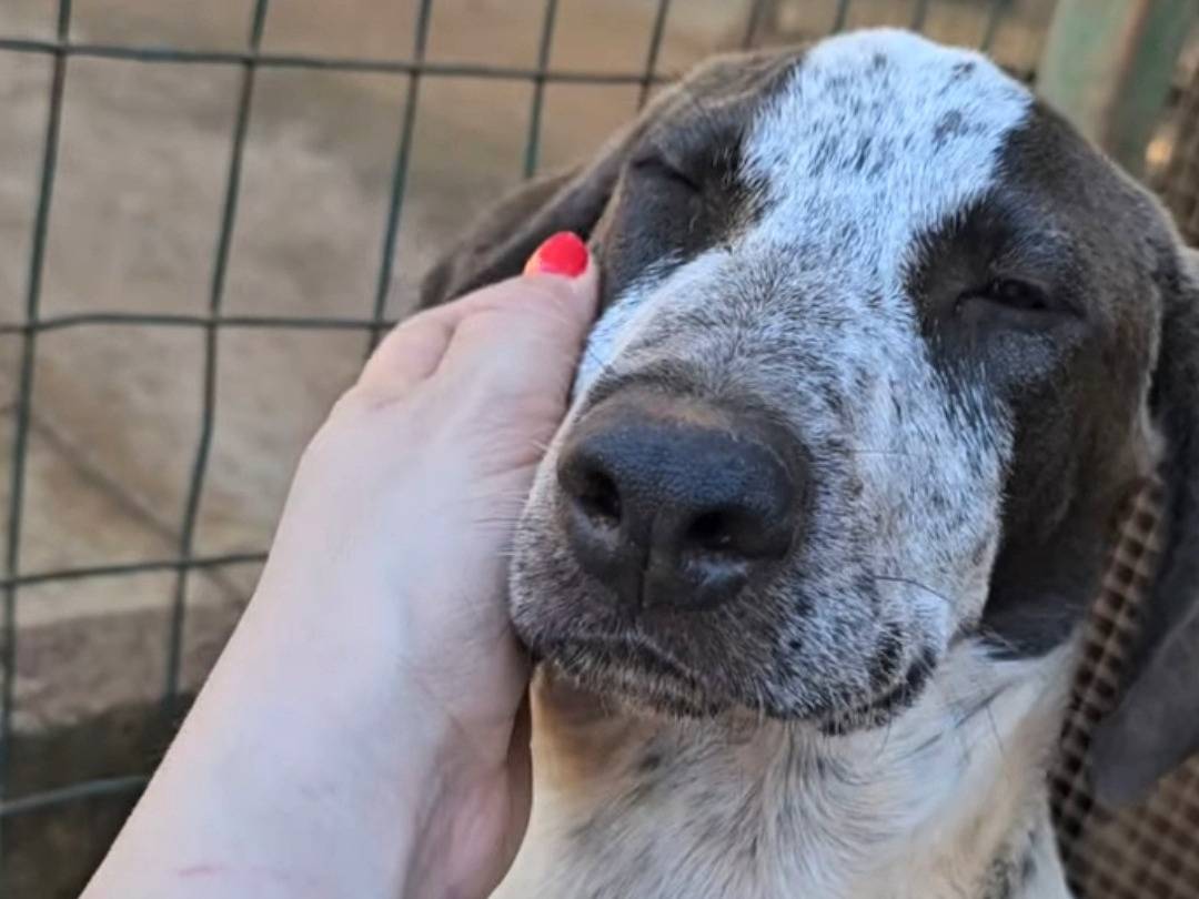 Adotta un cane, maschio, 3 mesi, Trapani