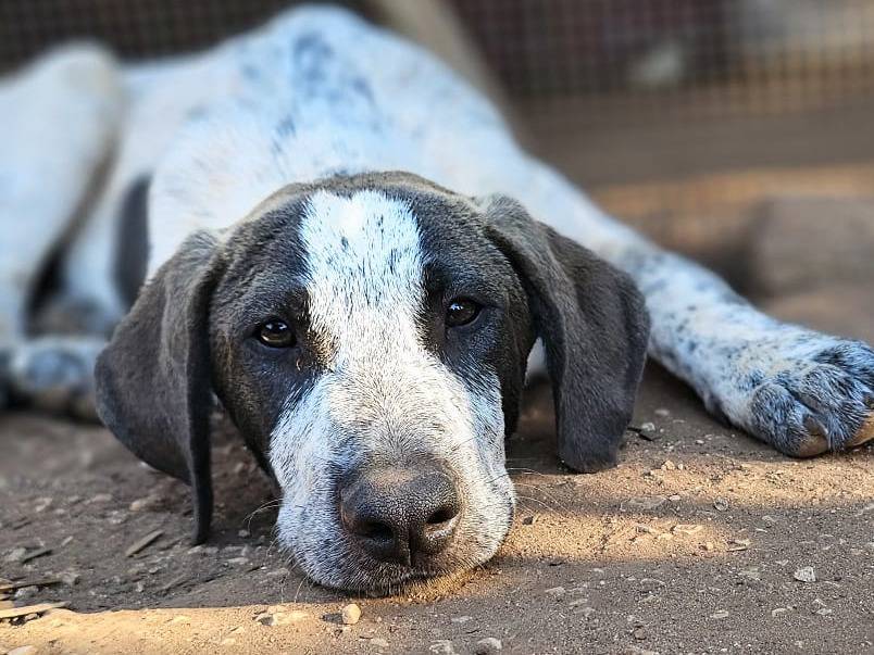 Adozione cane, maschio, Razza sconosciuta Razza sconosciuta, 3 mesi, taglia media, Trapani