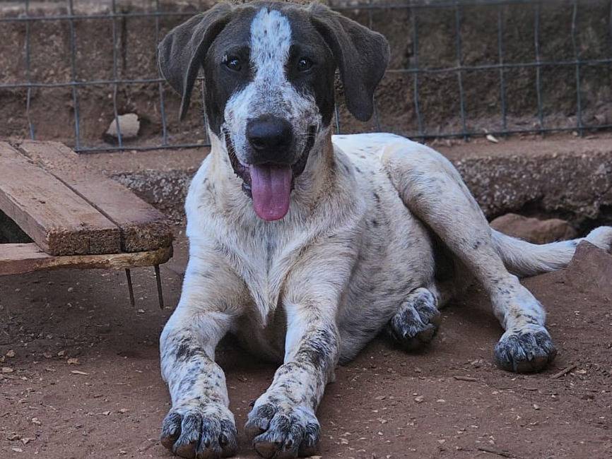 Adotta un cane, taglia media, maschio, Trapani
