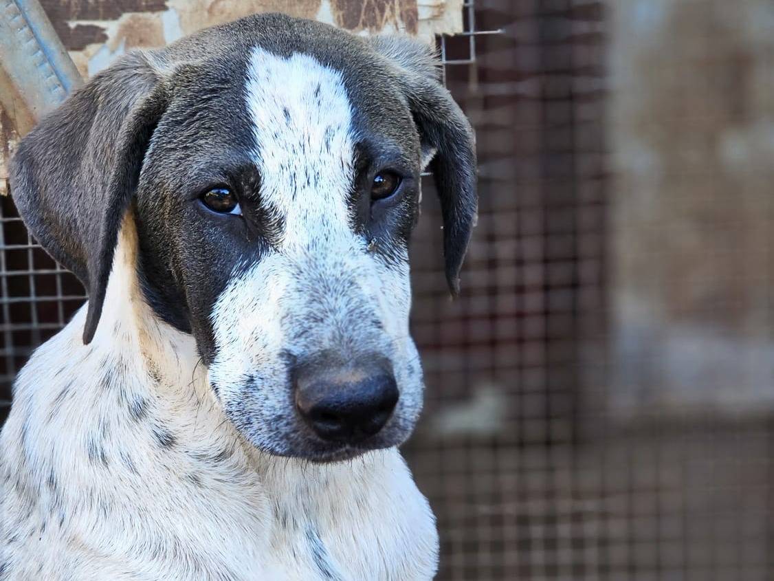 Vuoi adottare un cane a Trapani?