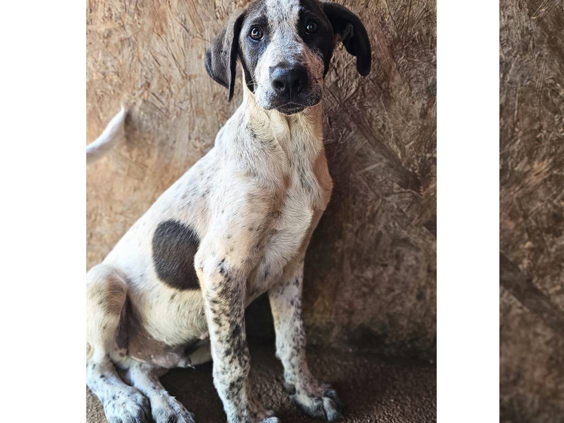 Adotta il cane Giulio a Trapani