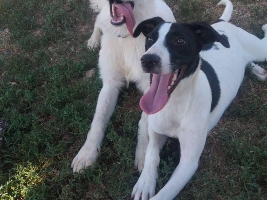Adozione cane, maschio, Razza sconosciuta Razza sconosciuta, 6 mesi, taglia media, Pavia