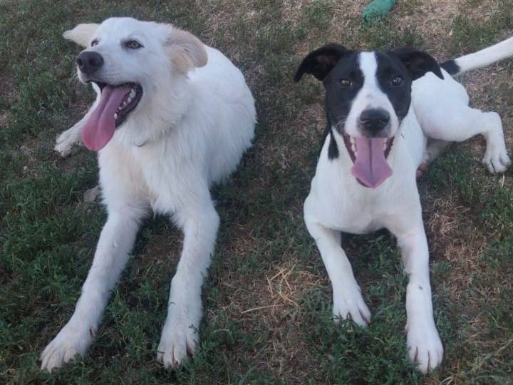 Adotta un cane, maschio, 6 mesi, Pavia