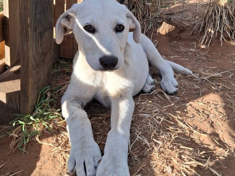 Adotta un cane, femmina, 5 mesi, Caltanissetta
