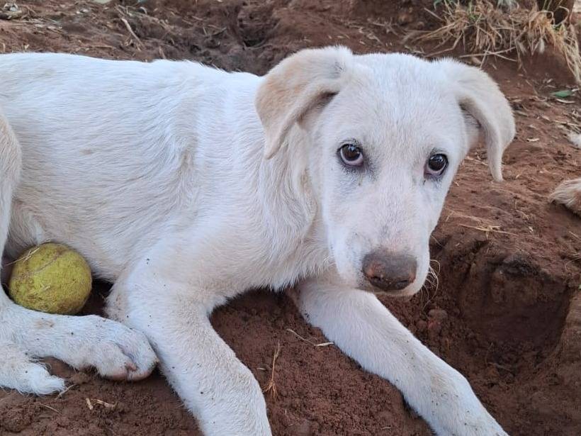 Adotta un cane, taglia media, femmina, Caltanissetta