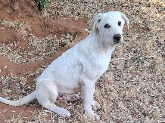 Vuoi adottare un cane a Caltanissetta?