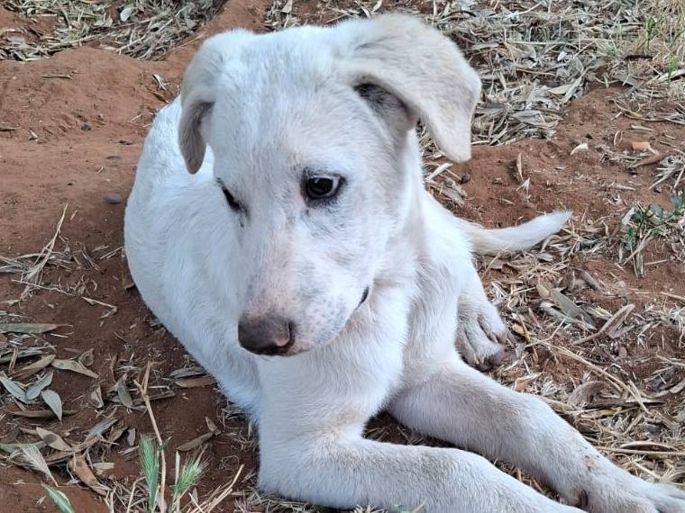Adotta il cane Atlas a Caltanissetta