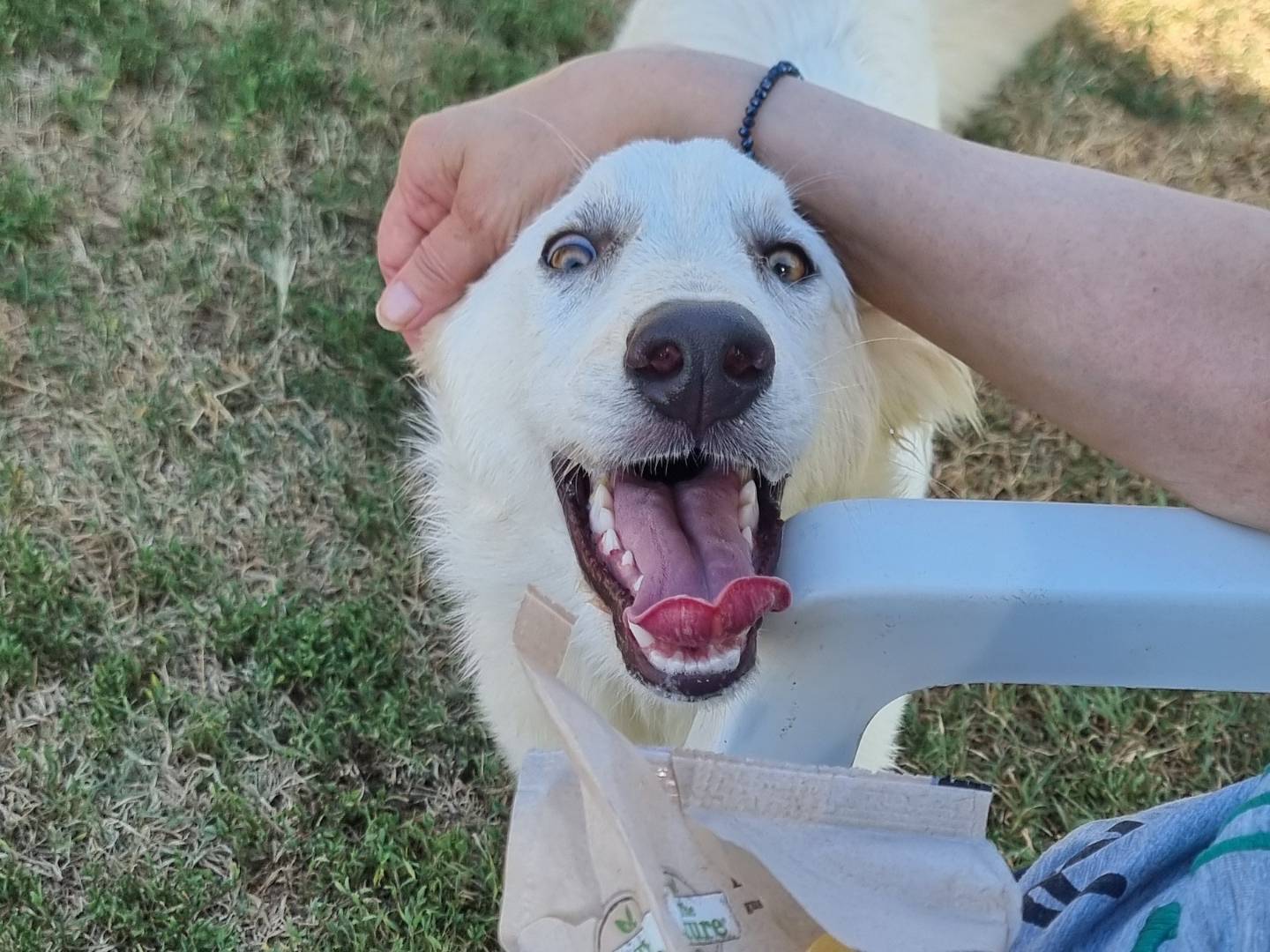 Adozione cane, femmina, Razza sconosciuta Razza sconosciuta, 5 mesi, taglia grande, Pavia