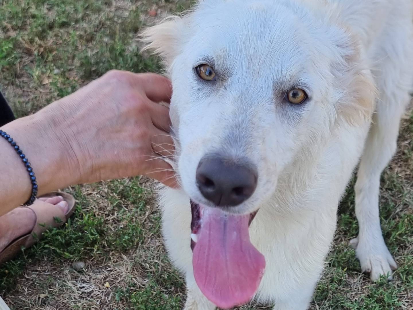 Adotta un cane, femmina, 5 mesi, Pavia