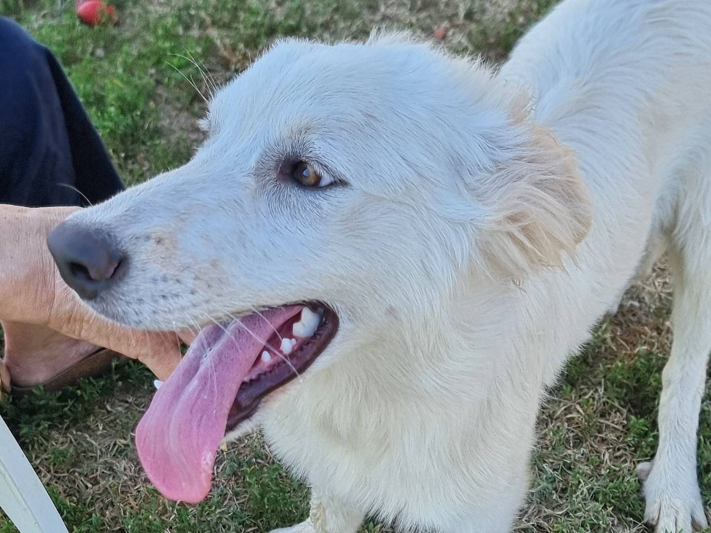 Adotta un cane, taglia grande, femmina, Pavia