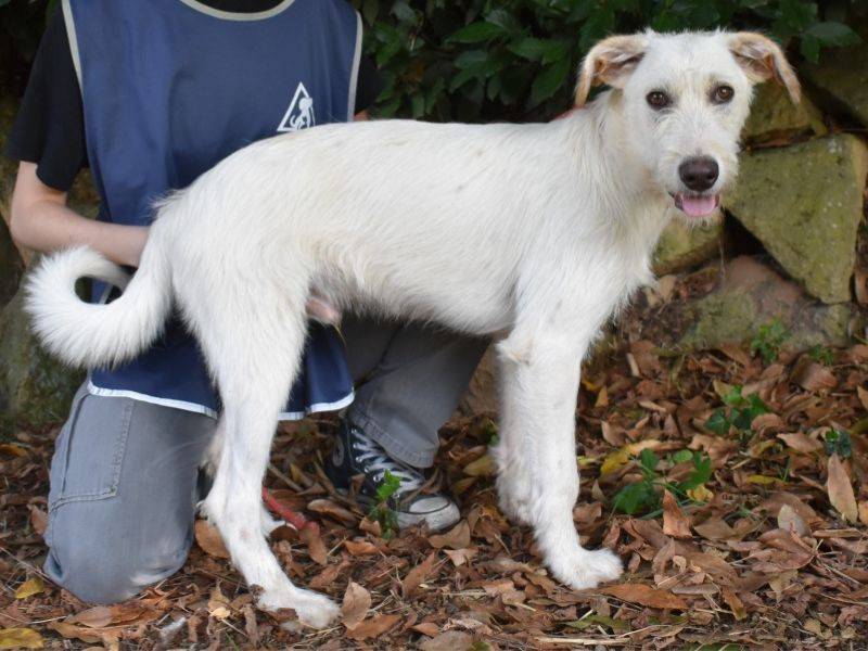 Adozione cane, maschio, Spinone Razza sconosciuta, 1 anno e 3 mesi, taglia grande, Roma