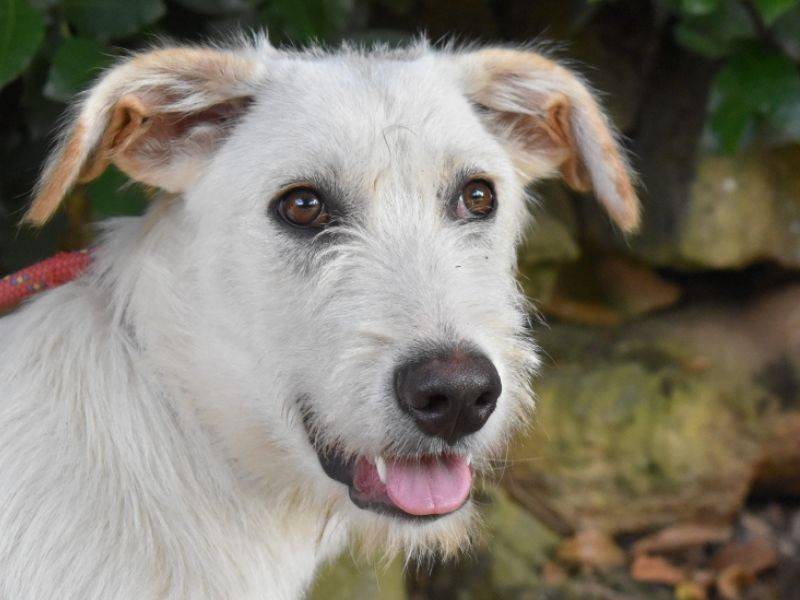 Adotta un cane, maschio, 1 anno e 3 mesi, Roma