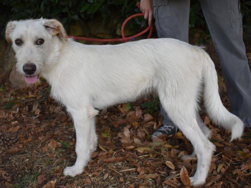 Adotta un cane, taglia grande, maschio, Roma