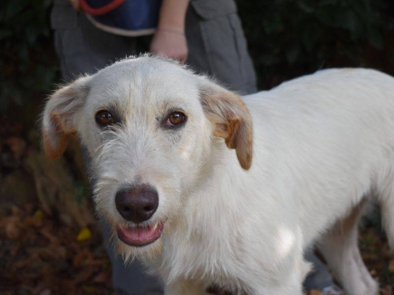 Vuoi adottare un cane a Roma?