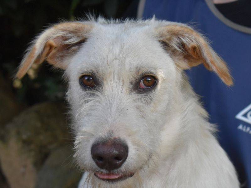 Adotta il cane Feldor a Roma