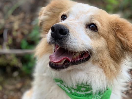 Adozione cane, maschio, Razza sconosciuta Razza sconosciuta, 5 anni e 9 mesi, taglia media, Latina
