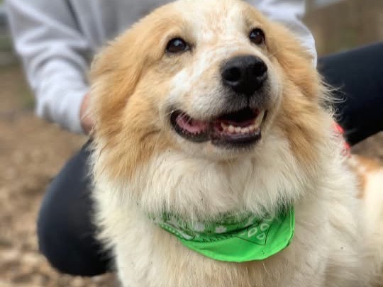 Adotta un cane, maschio, 5 anni e 9 mesi, Latina