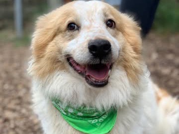 Adotta un cane, taglia media, maschio, Latina