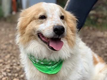 Vuoi adottare un cane a Latina?