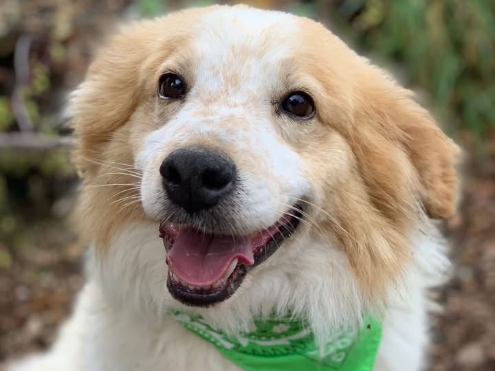 Adotta il cane Beniamino a Latina