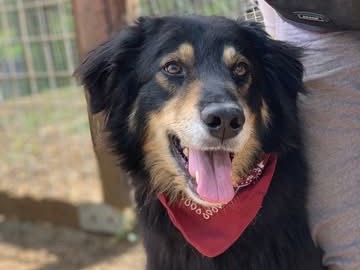 Adozione cane, femmina, Razza sconosciuta Razza sconosciuta, 4 anni e 7 mesi, taglia grande, Latina