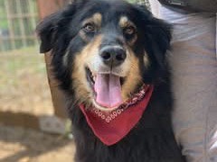 Adotta un cane, femmina, 4 anni e 7 mesi, Latina
